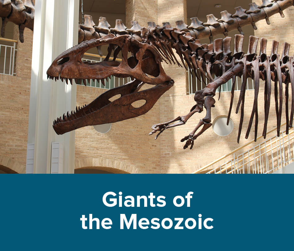 Giants of the Mesozoic