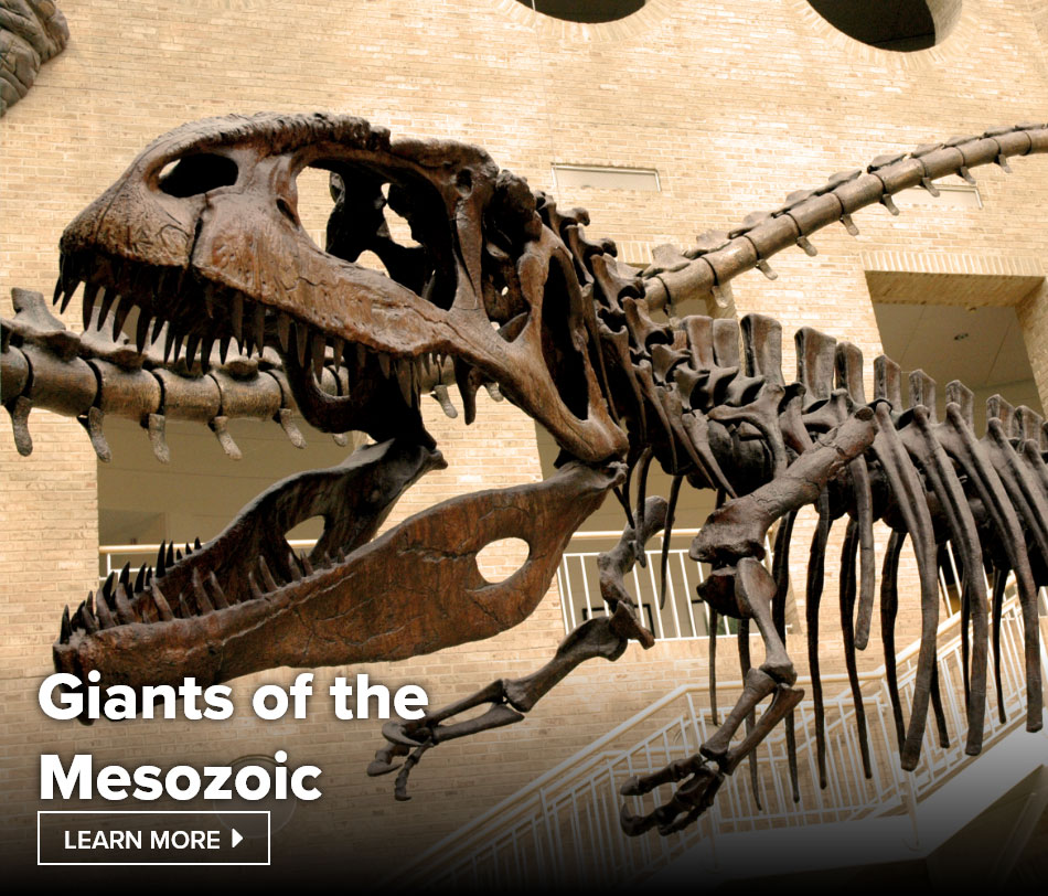 Giants of the Mesozoic