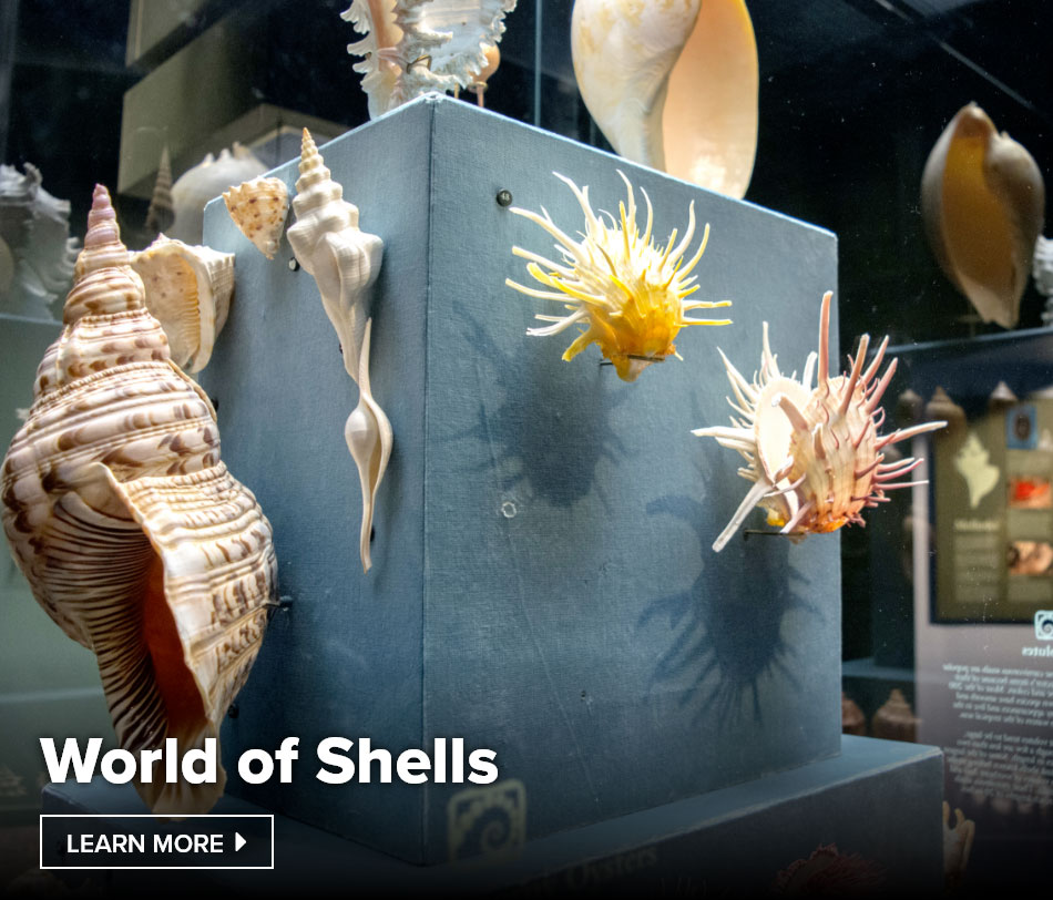 World of Shells